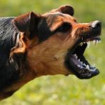 When dogs attack e1574178185329